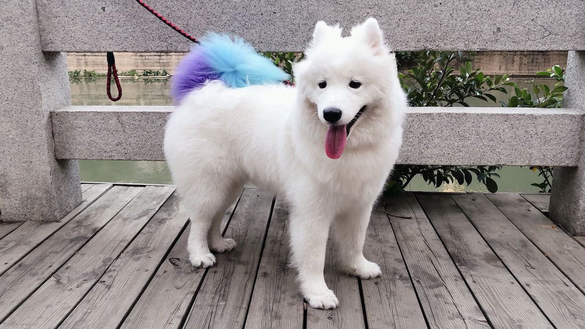 胜利的交响，奥地利队团队和声与梁靖崑的华彩乐章