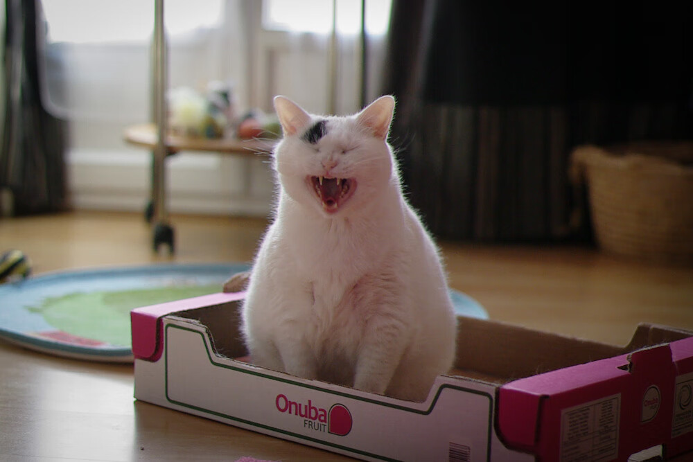 红土之魂硬地涅槃,鲁德在美网鏖战中用法网智慧写就的唯一性胜利