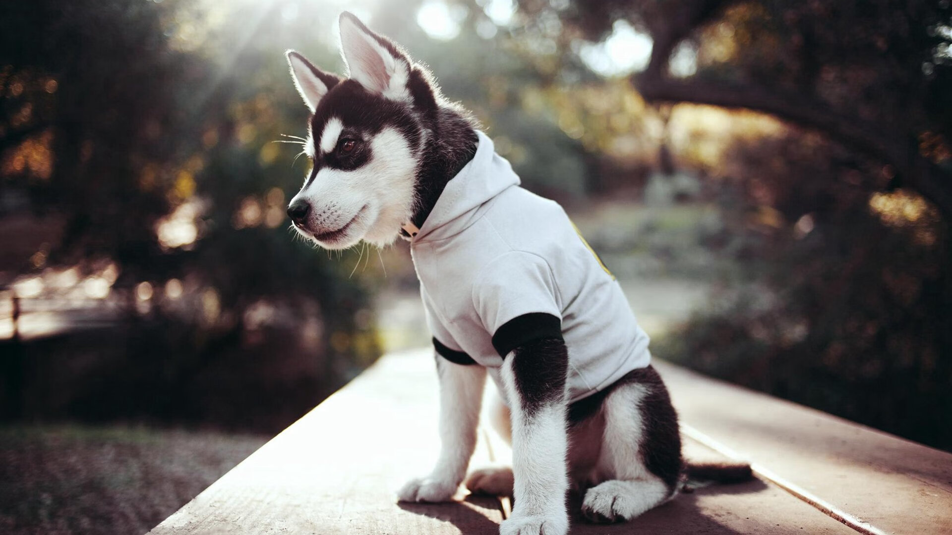 双面羽球日，团队绝杀的脉搏与个人统治的呼吸