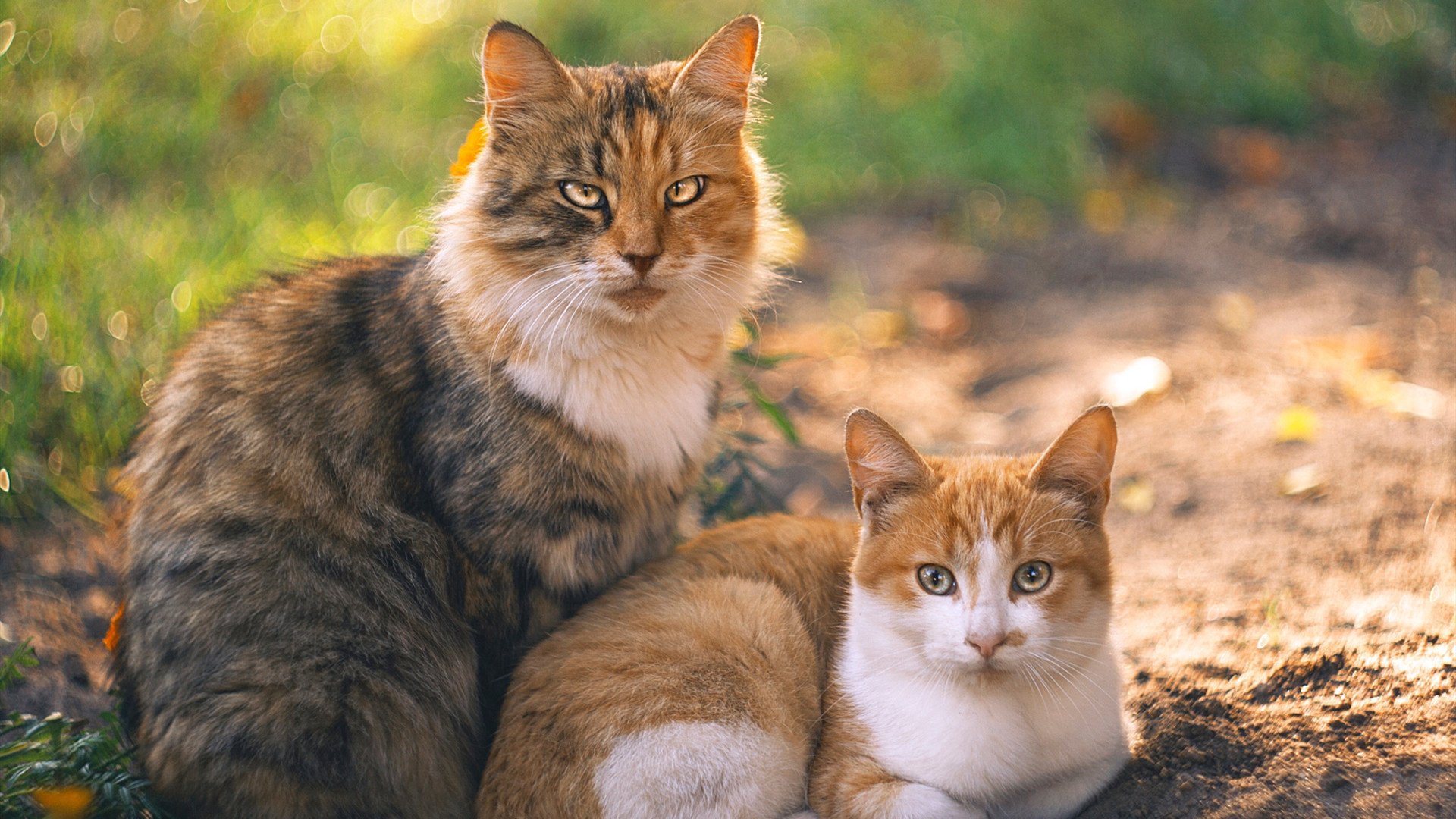 双线叙事,当个人英雄主义遇见团队韧性