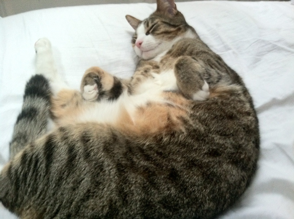 贝恩末节狂飙,纽约铁血突围盐湖城—尼克斯关键战锁定季后赛席位