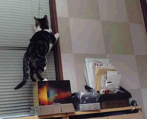 最后一舞，拉文加时绝杀，三国同庆美加墨不眠夜