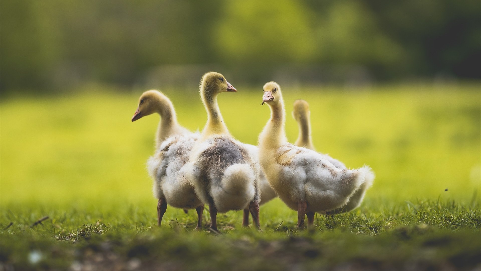胜利的琥珀,当4月的速胜与5月的主宰凝固在时间切面