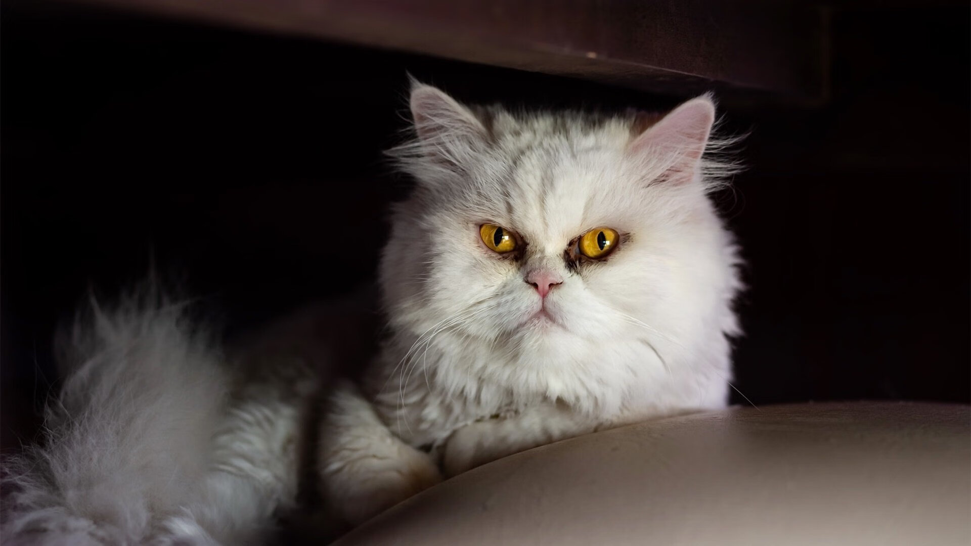 NBA总决赛的终极对决,挪威的慢哲学与秘鲁的平衡术