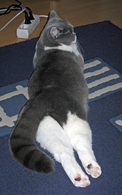 并非独奏,伦纳德如何以指挥家姿态,引领独行侠横扫火箭