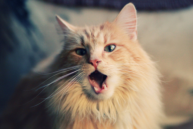 唯一性之战，奇才连击压制骑士，戈贝尔主宰年度焦点对决