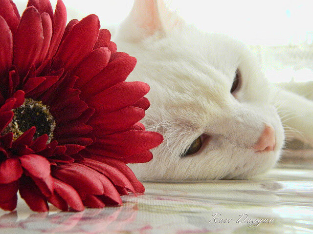 万箭齐发,老鹰扑灭热火;单骑破阵,詹姆斯撕碎防线