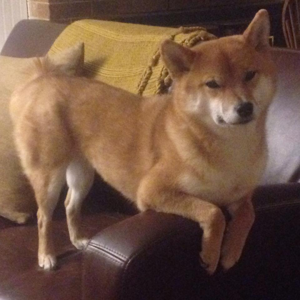 跨界荣耀，当丹麦童话遇见橙色风暴，东决战场的两个凌晨四点