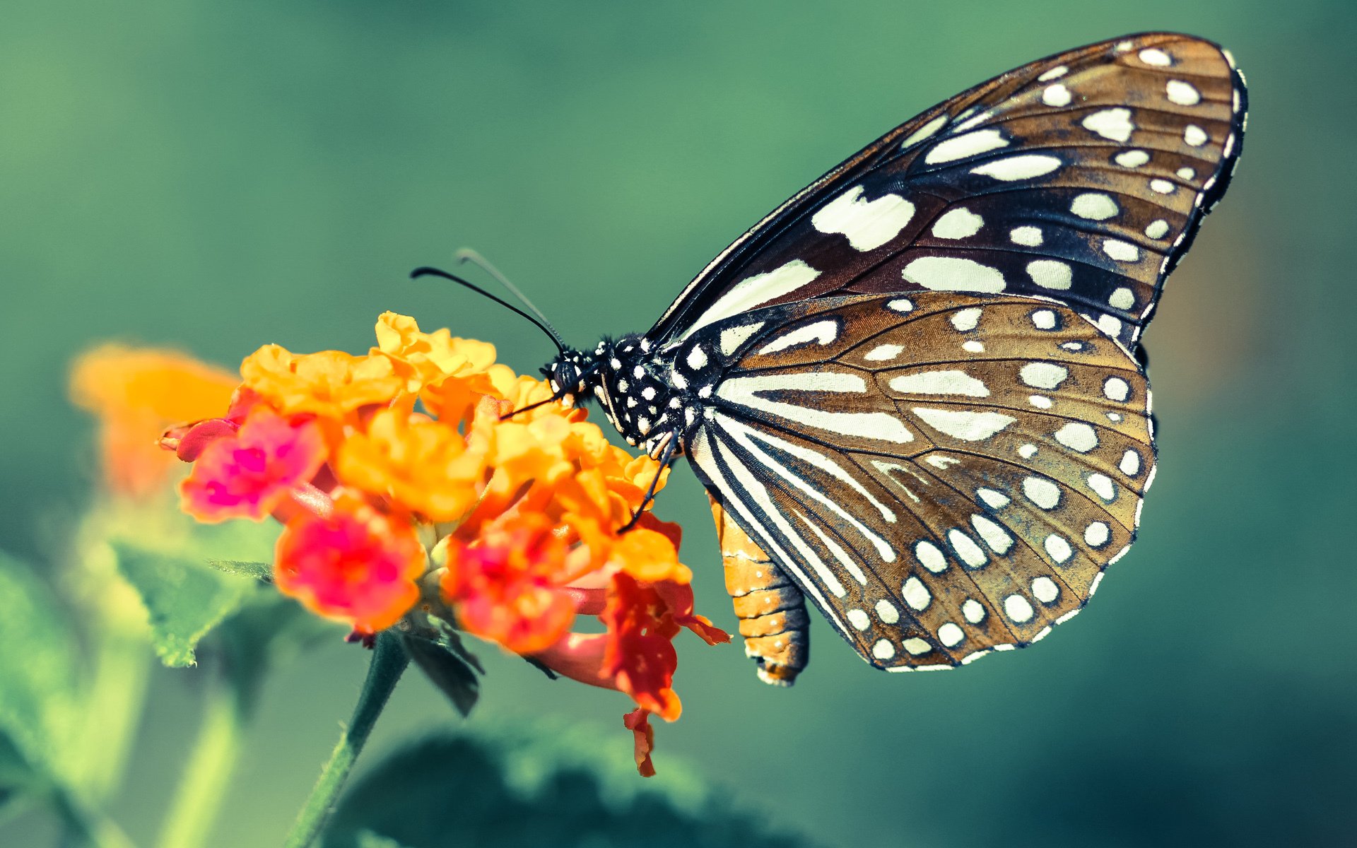 沉默与怒吼，欧冠决赛之夜，凯恩完成了迟到已久的自我救赎