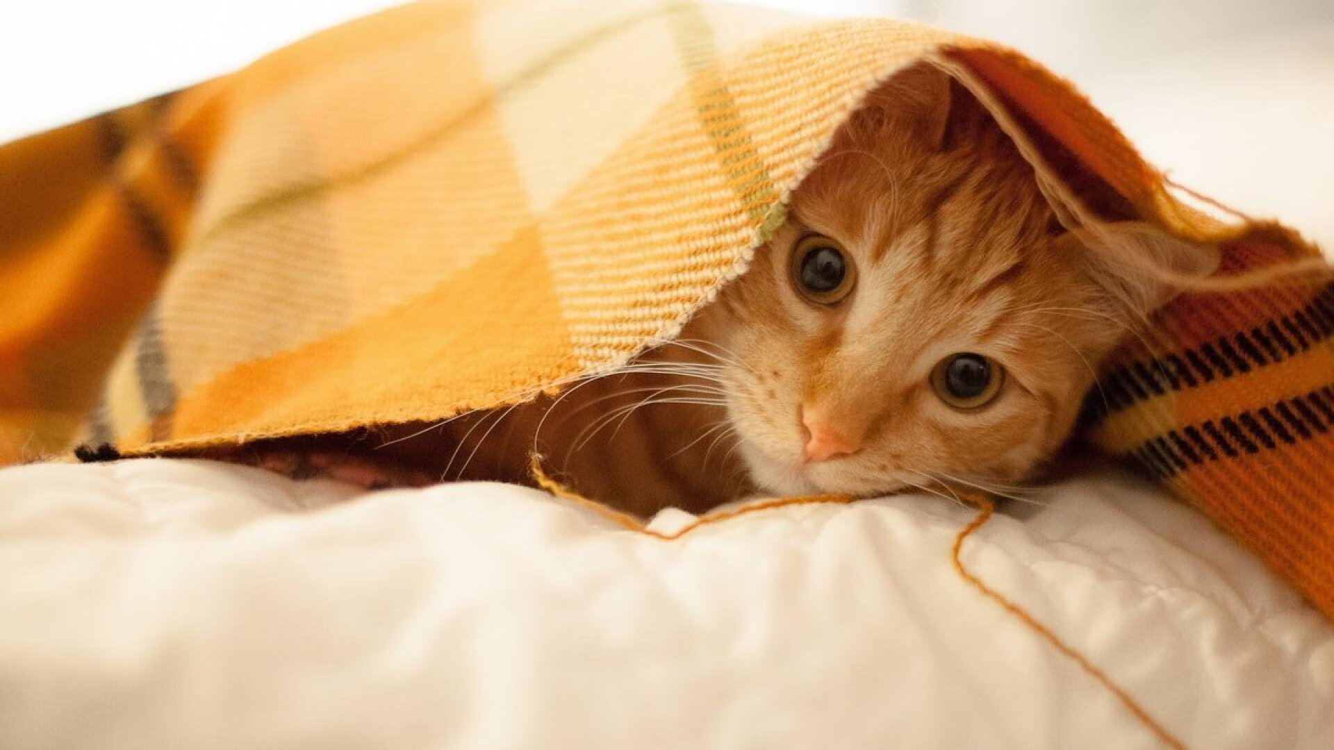 肾上腺素的双重奏,英超争冠白热化与快船生死战的夜晚