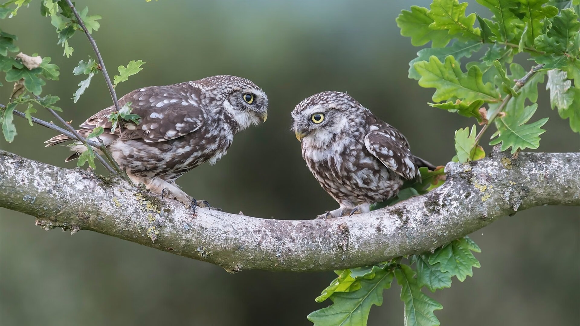 体育双线激战,英超争冠焦点战悬念丛生,凯尔特人轻取步行者展统治力