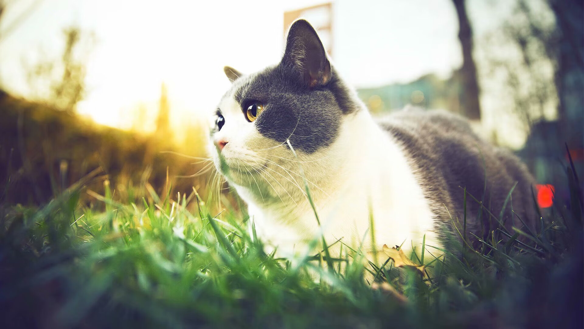 虚拟跨界巅峰战，当北京首钢遭遇NBA猛龙，布伦森数据全面引爆赛场