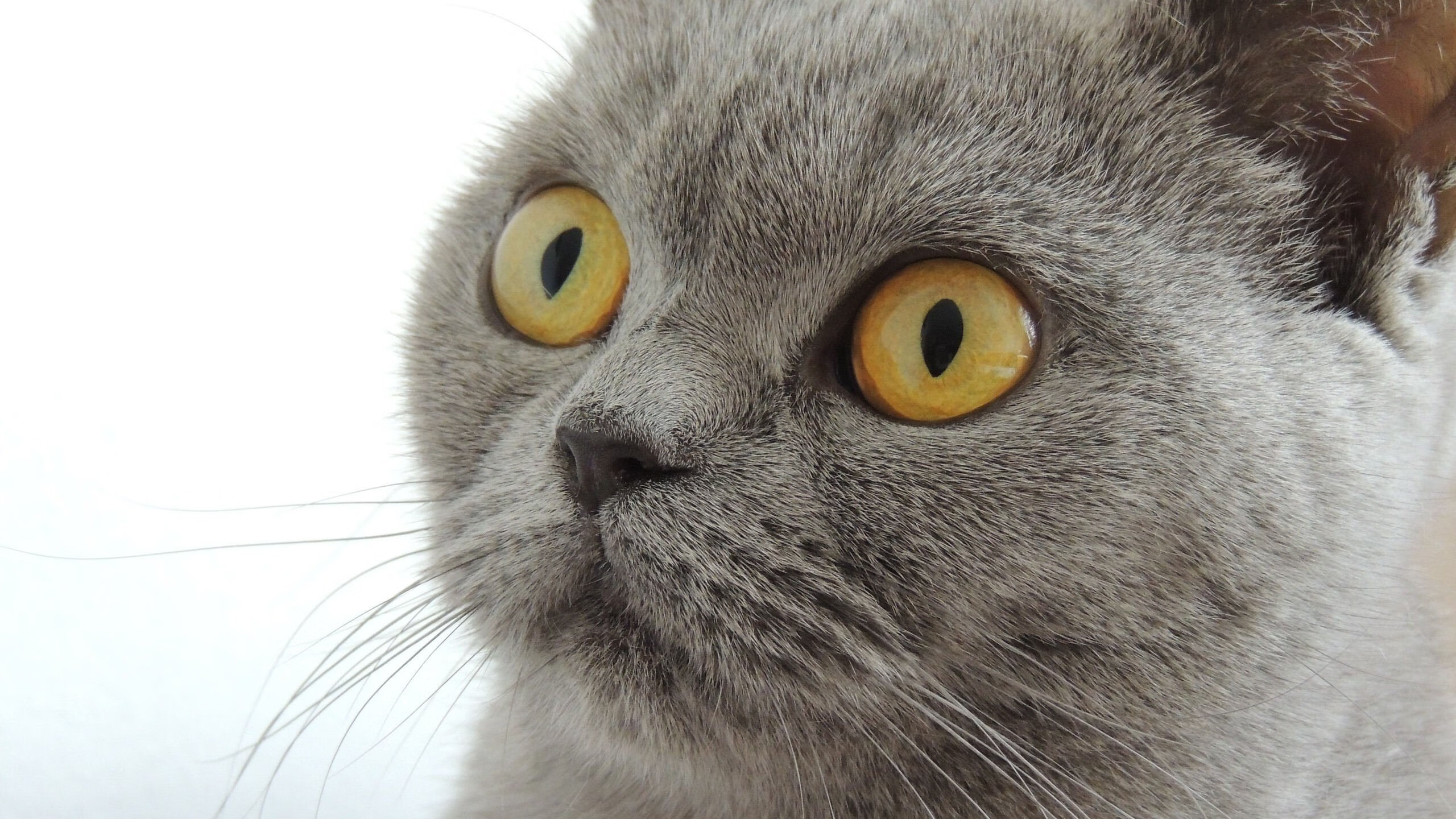 当深圳队遇见马刺，约基奇的时空交响与攻防革命