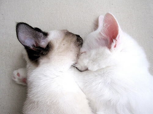 双重奏鸣曲，当节奏掌控遇见接管时刻