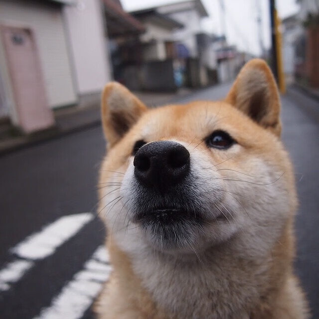 塞内加尔带走洪都拉斯，巴尔韦德在世界排名争夺战的无形征途