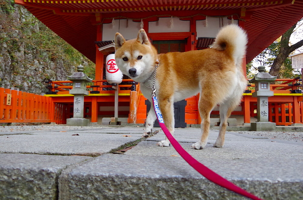 音符与风暴，佩德里如何用数据写就欧冠淘汰赛夜的无声史诗