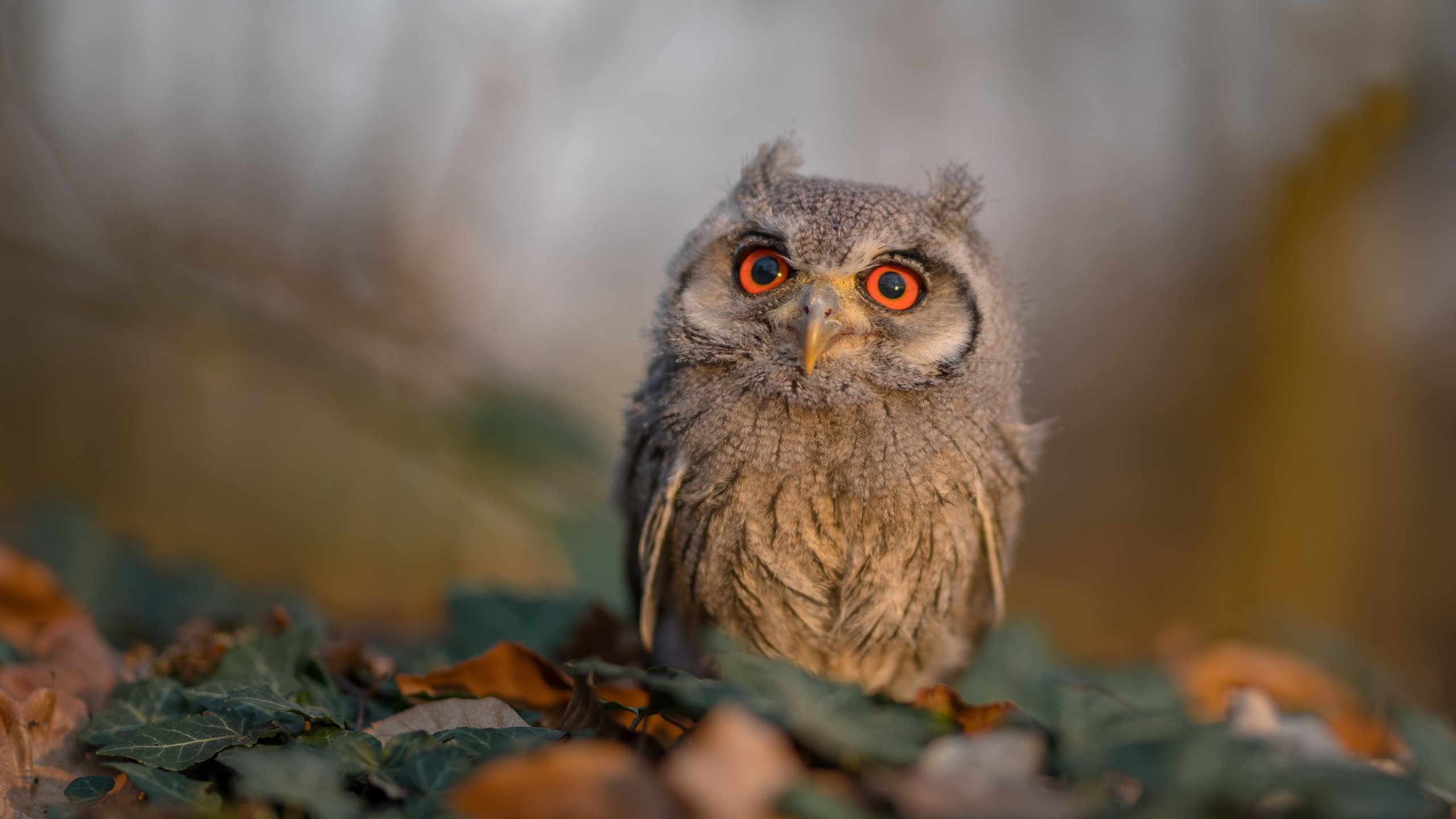 蔚蓝闪电撕裂沙漠之墙，黄喜灿的黄金一击如何为那不勒斯敲开胜利之门