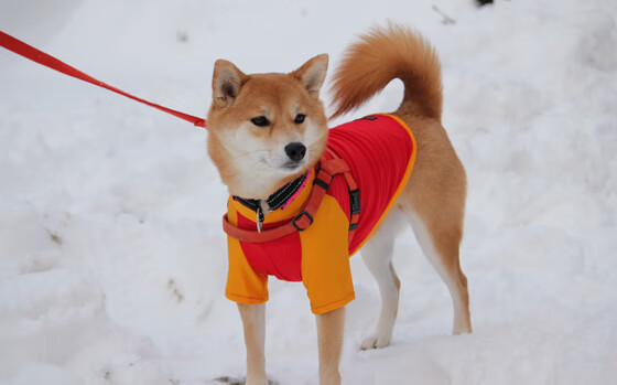 3.5秒沉入永恒，武切维奇的0°角绝杀与一场战术骗局的终极胜利